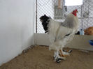 cocos(2) 2012