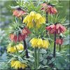 fritillaria