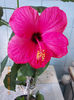 16 martie 2013-flori 001