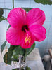 16 martie 2013-flori 003