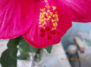 16 martie 2013-flori 004