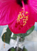 16 martie 2013-flori 007