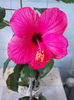 16 martie 2013-flori 009