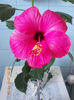 16 martie 2013-flori 014