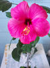 16 martie 2013-flori 016