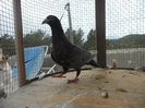 SAM_2738