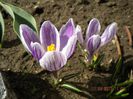 primele flori de crocus