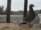 SAM_2821