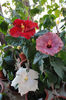hibiscus Hot Ticket hibiscus Sea Grape hibiscus Truly Fair