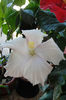hibiscus Truly Fair