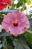 hibiscus Sea Grape
