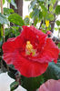 hibiscus Hot Ticket