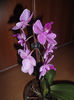 Orhidee 15