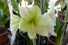 Green Goodes