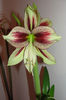 Papillio