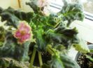 februarie 2013 025