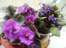 februarie 2013 087