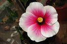 hibiscus Fire Storm