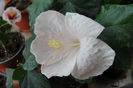 hibiscus Truly Fair