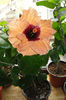 hibiscus Paper Tree