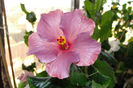 hibiscus Blue Toy