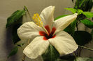 hibiscus Ibiza