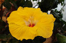 hibiscus Agustin Cordero