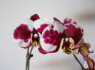 DSCN3522