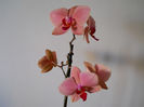 DSCN3524