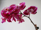 DSCN3541