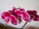 DSCN3542