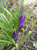 Crocus Negro Boy (2013, March 16)