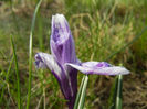 Crocus Pickwick (2013, March 16)