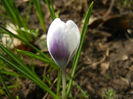 Crocus Prins Claus (2013, March 16)