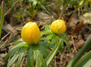 Eranthis hyemalis (2013, March 16)