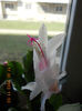 DSCN2811
