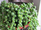 Senecio rowleyanus