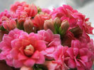 kalanchoe