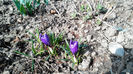 crocusi