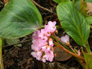 DSCN5554