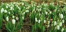 primii ghiocei (Galanthus nivalis)