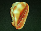 DSCF0730