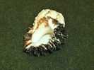 DSCF0731