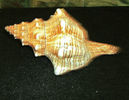 DSCF0740