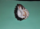 DSCF0767