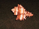 DSCF0773