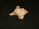 DSCF0777