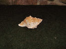 DSCF0790