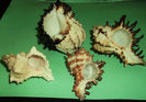 DSCF0797