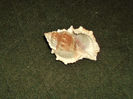 DSCF0809